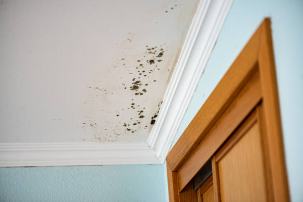 Best Mold Testing  in Wurtsboro, NY