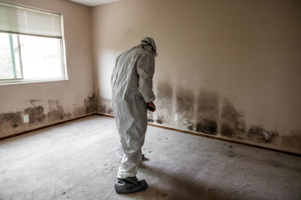 Mold Testing and Removal in Wurtsboro, NY