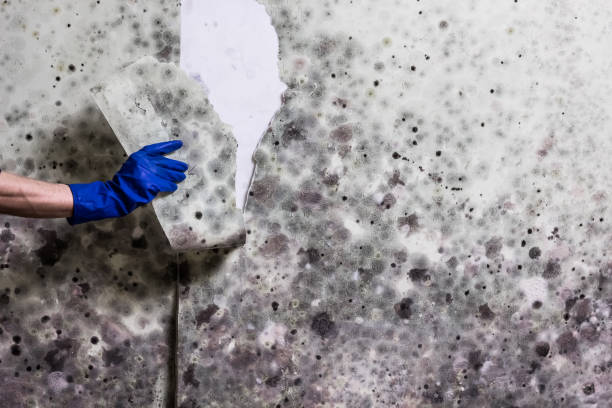 Best Fast Mold Removal  in Wurtsboro, NY