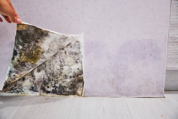Best Home Mold Removal  in Wurtsboro, NY